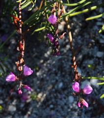 Indigofera sp16