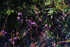 Indigofera sp16