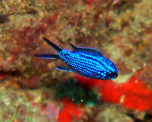 Mediterranean Damselfish, Off Ponta da Piedade, Lagos, Portugal, photo 5 of 10