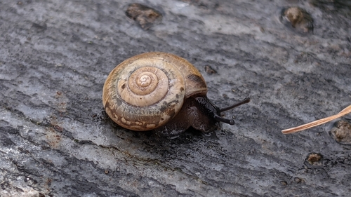 Trochulus clandestinus
