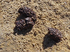 Aonyx capensis capensis