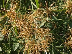 Cyperus esculentus leptostachyus