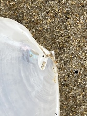 Periploma planiusculum