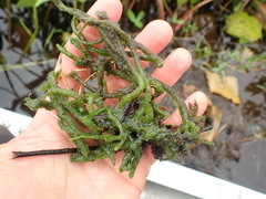 Spongilla lacustris