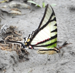 Protographium