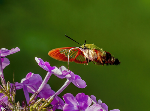 Hummingbird clearwing
