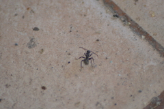 Camponotus