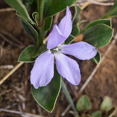Barleria argillicola