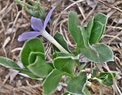 Barleria argillicola