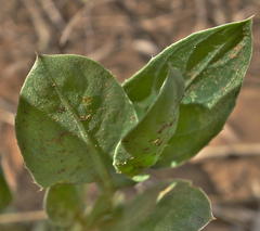 Barleria argillicola