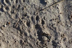 Aonyx capensis capensis