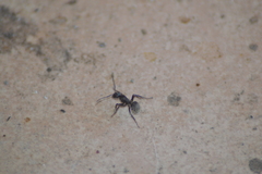 Camponotus