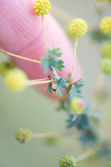 Acacia pulchella