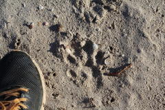 Aonyx capensis capensis