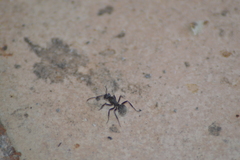 Camponotus