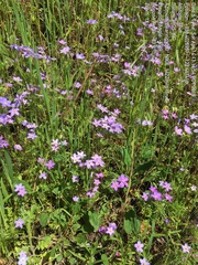 Leptosiphon androsaceus