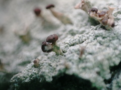 Baeomyces carneus