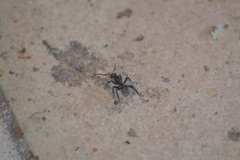 Camponotus