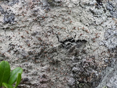 Baeomyces carneus