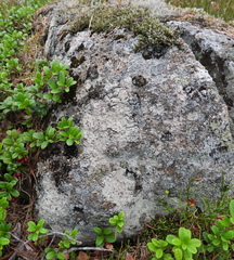 Baeomyces carneus