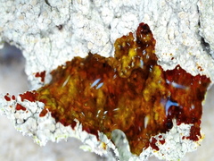 Baeomyces carneus