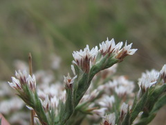 Goniolimon tataricum