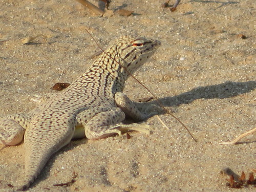 Colorado Desert Fringe-toed Lizard