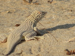 Colorado Desert Fringe-Toed Lizard photo 5