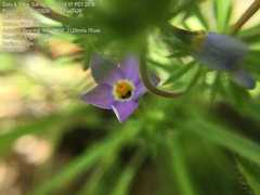 Leptosiphon androsaceus
