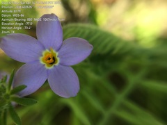 Leptosiphon androsaceus