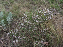 Goniolimon tataricum