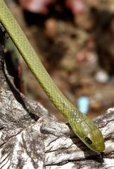 Philothamnus hoplogaster