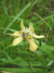Moraea vegeta