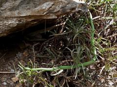 Philothamnus hoplogaster