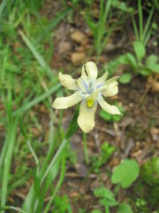Moraea vegeta