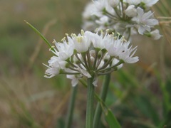 Allium denudatum