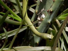 Philothamnus hoplogaster