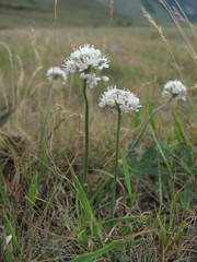 Allium denudatum