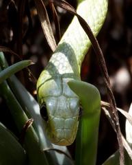 Philothamnus hoplogaster