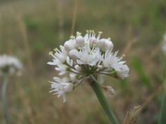 Allium denudatum