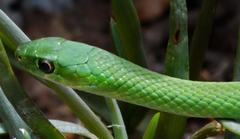 Philothamnus hoplogaster