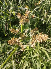 Cyperus flavicomus