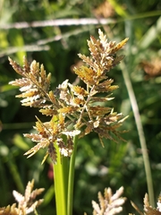Cyperus flavicomus