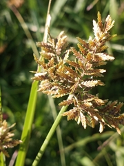 Cyperus flavicomus