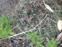 Ferocactus macrodiscus macrodiscus