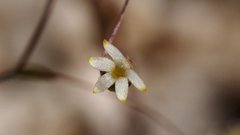 Nemacladus sigmoideus