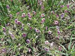Jamesbrittenia aurantiaca