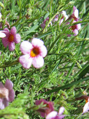 Jamesbrittenia aurantiaca