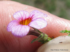 Jamesbrittenia aurantiaca