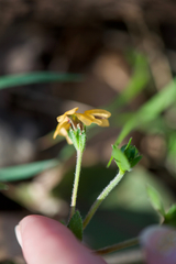 Goodenia trinervis
